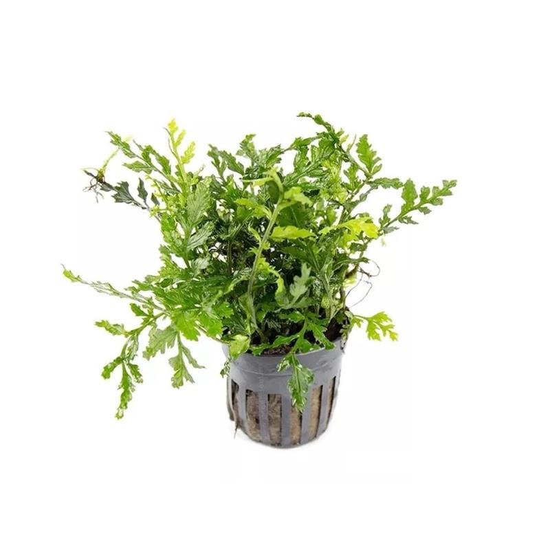 Planta acvariu Bolbitis Heteroclita Difformis Stoffels - imagine 3